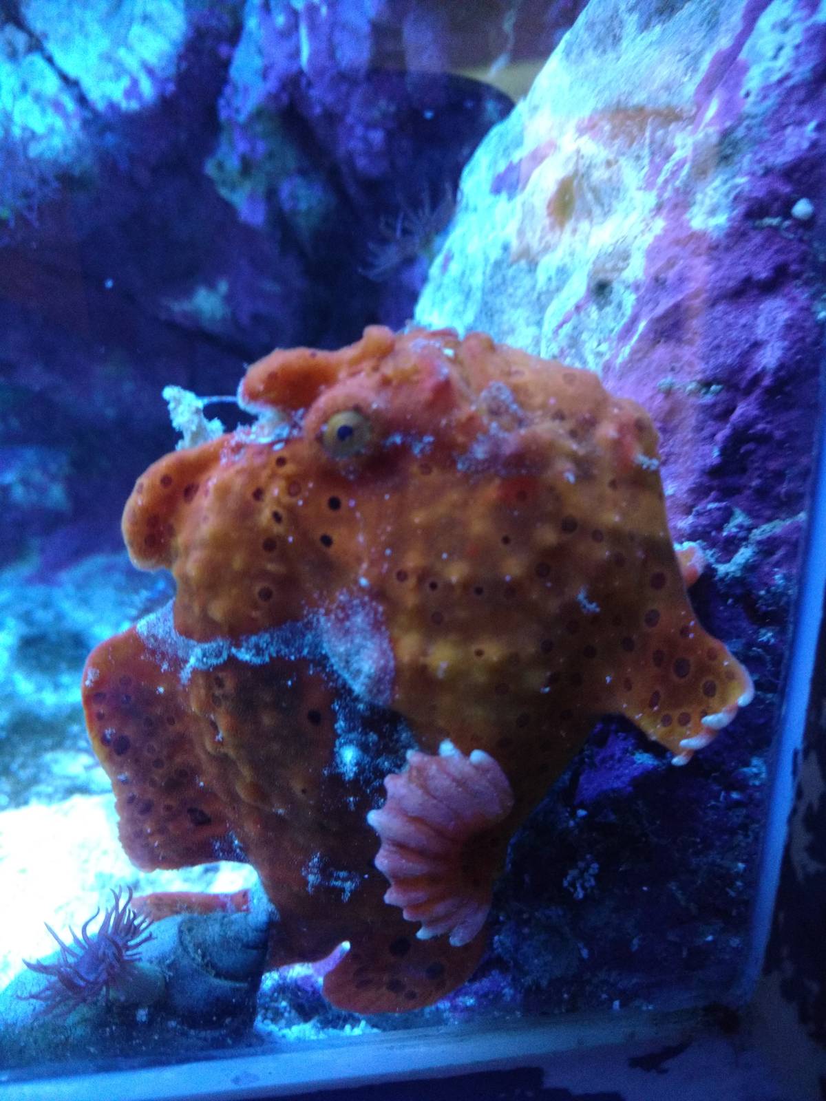 Frogfish  11th September 2016