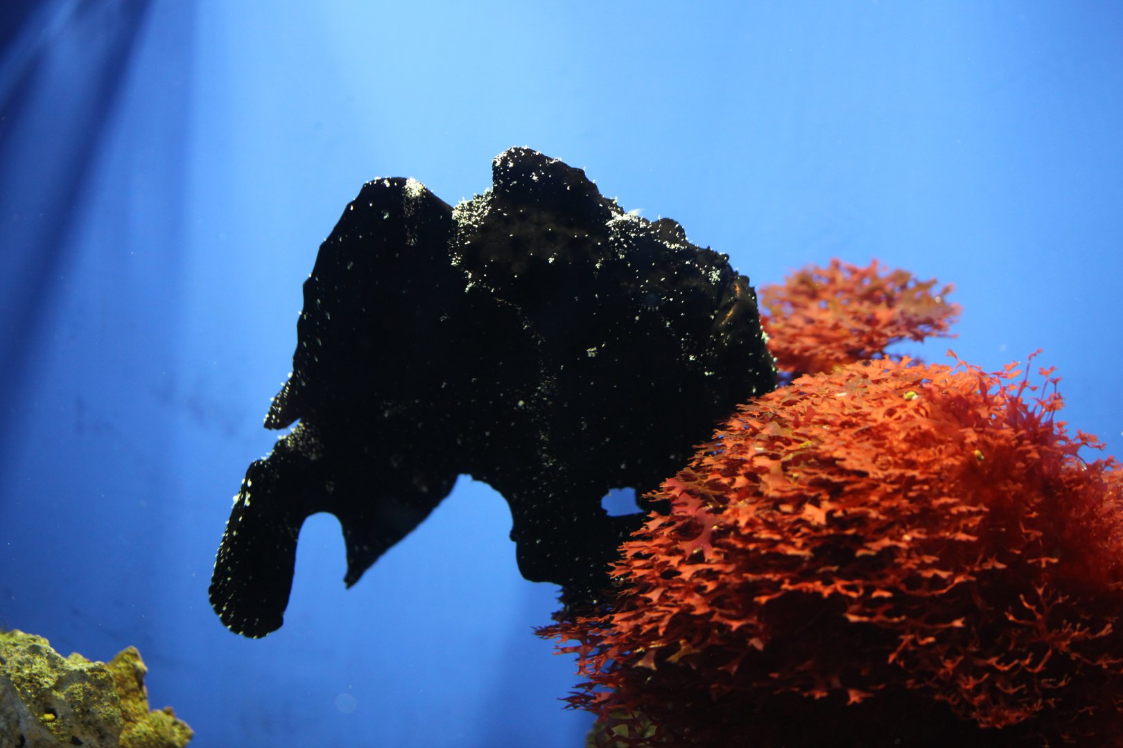 Frogfish (Antennarius sp.)