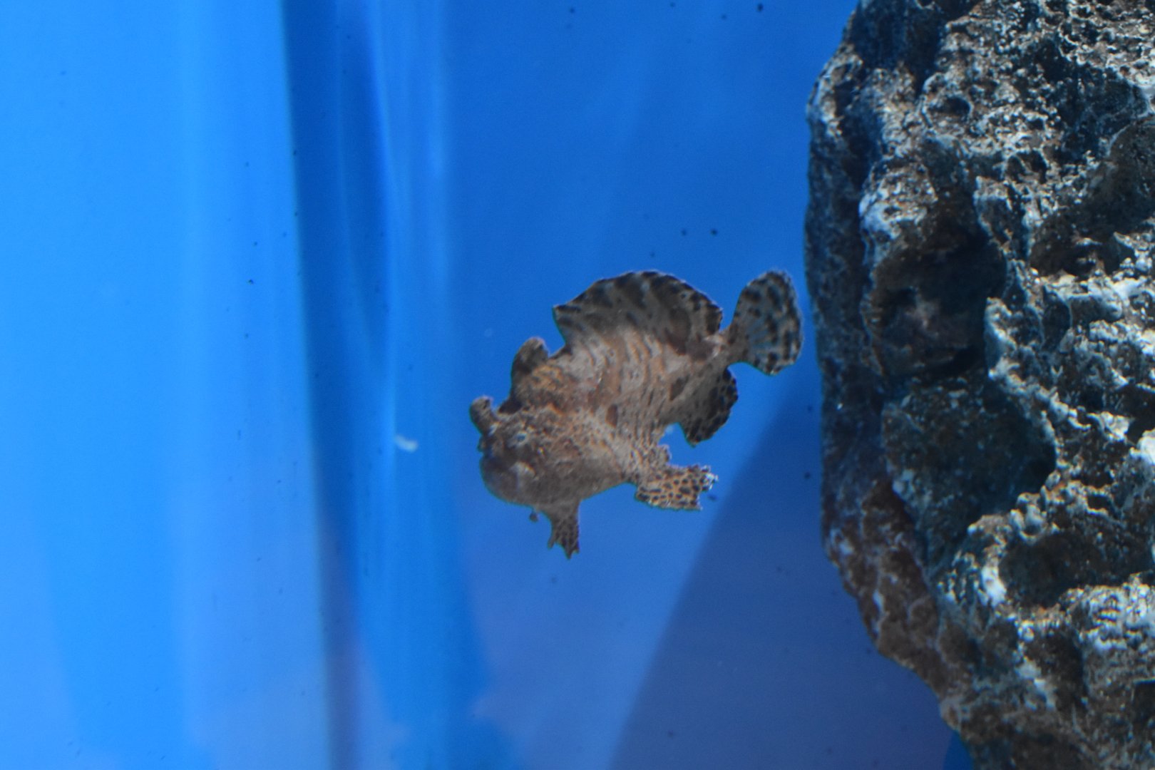 Frogfish ID ~ August 26th 2022