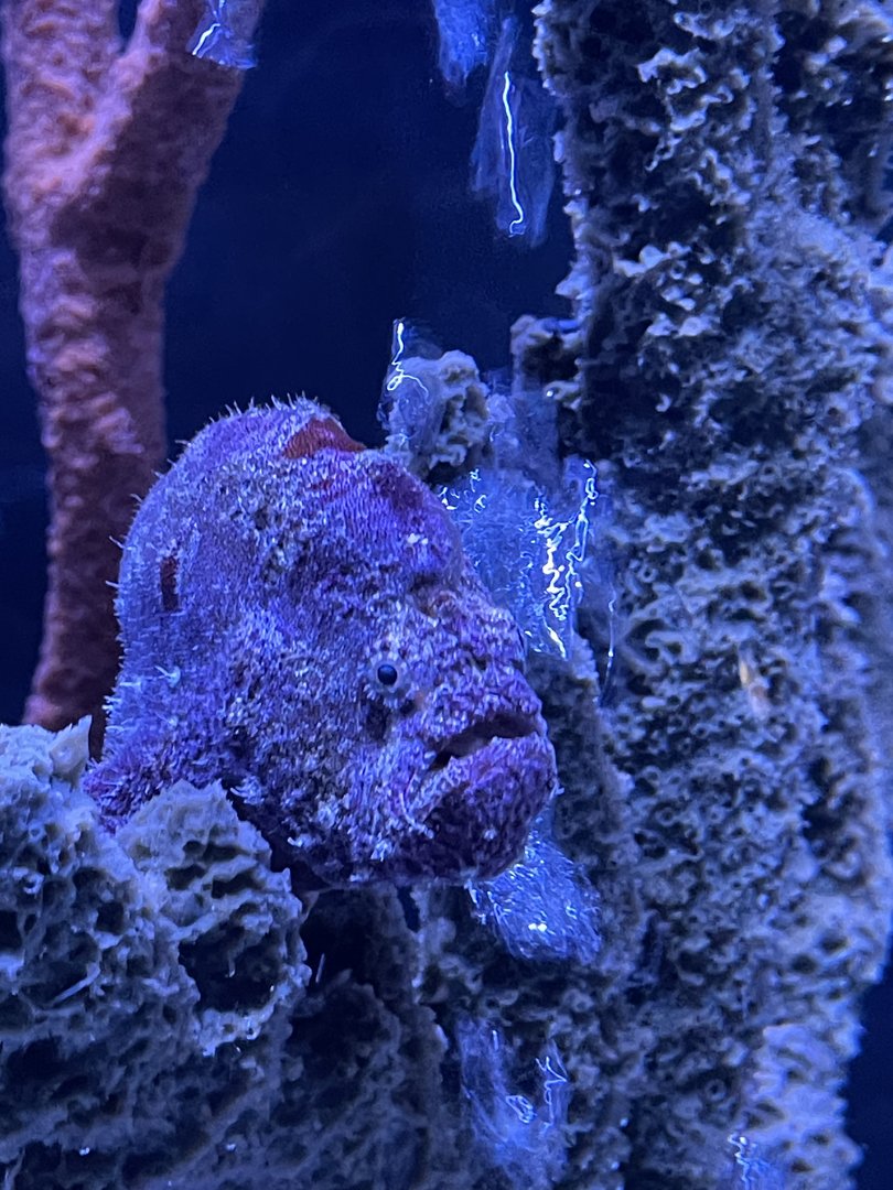Frogfish ID?