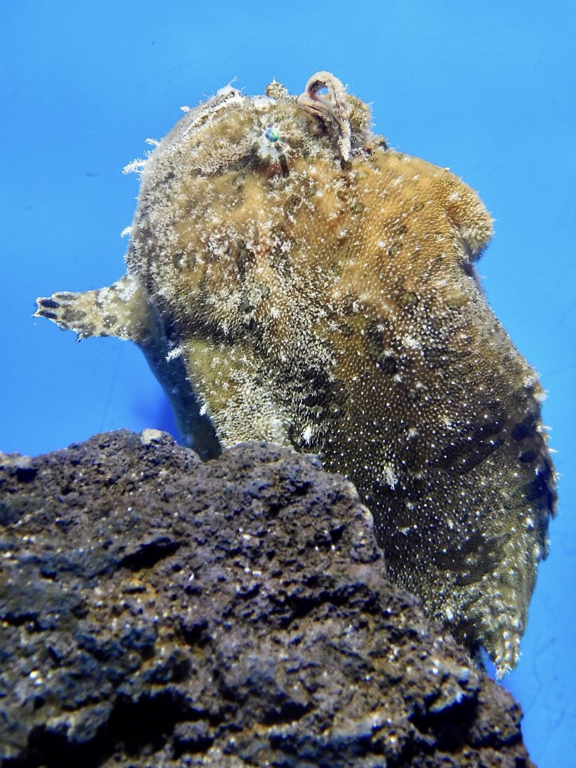 Frogfish ID