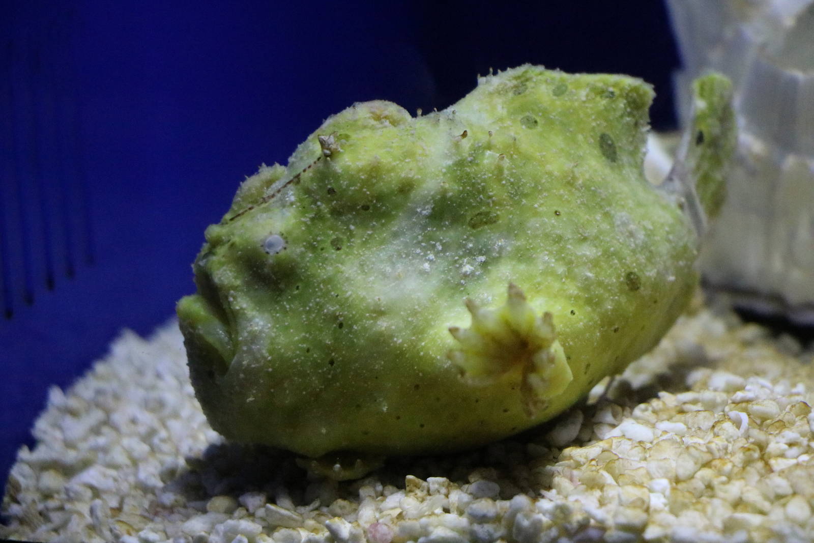 Frogfish - Sunshine Aquarium Tokyo, February 2016