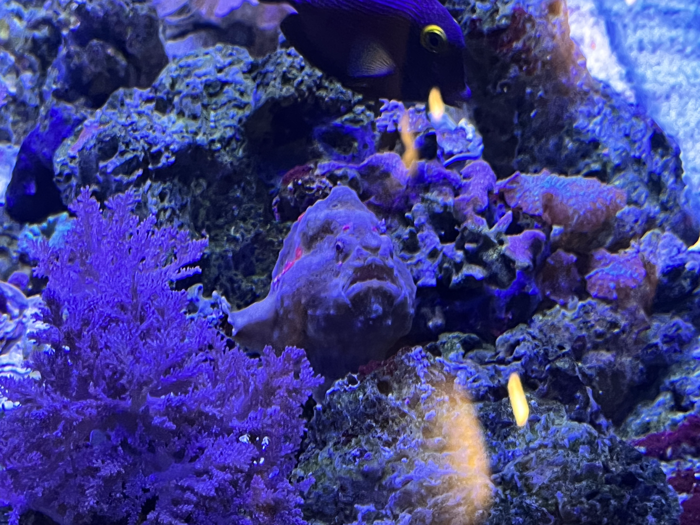 Frogfish/Tang ID