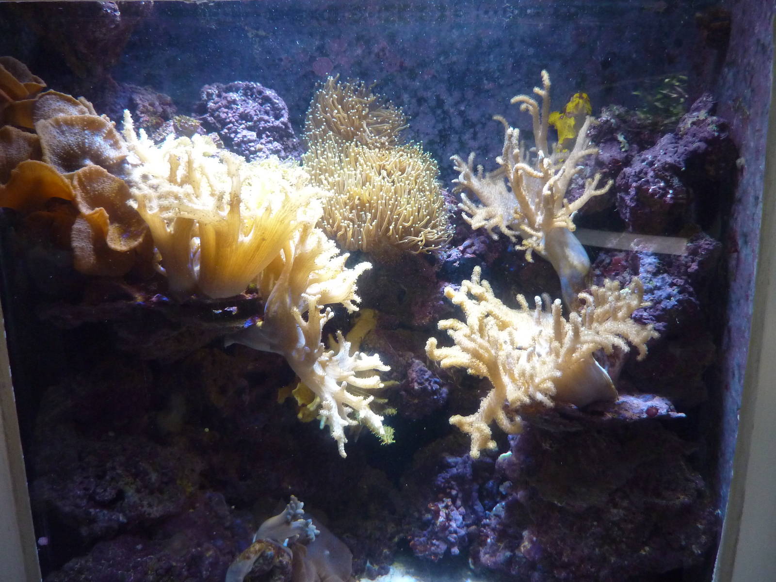 Frogfish tank, 6th November 2012.