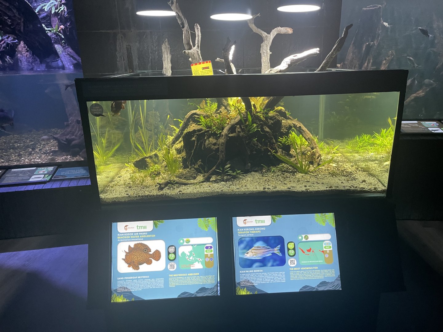 frogfish tank - dunia air tawar