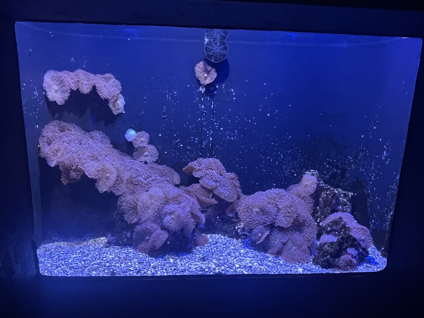 Frogfish Tank