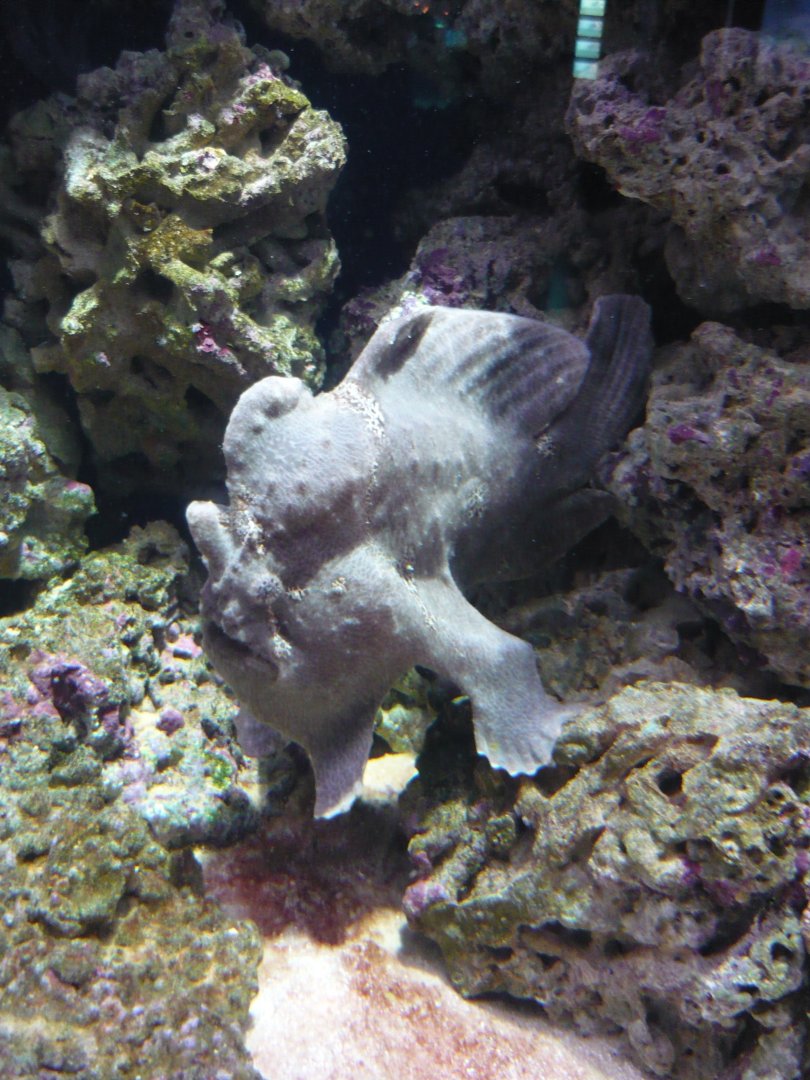 Frogfish