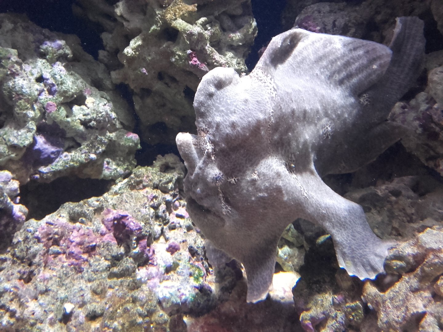 Frogfish