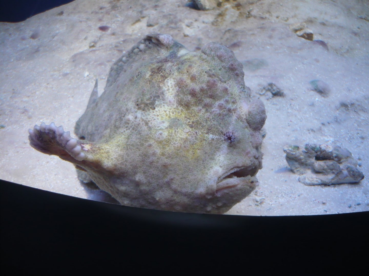 Frogfish