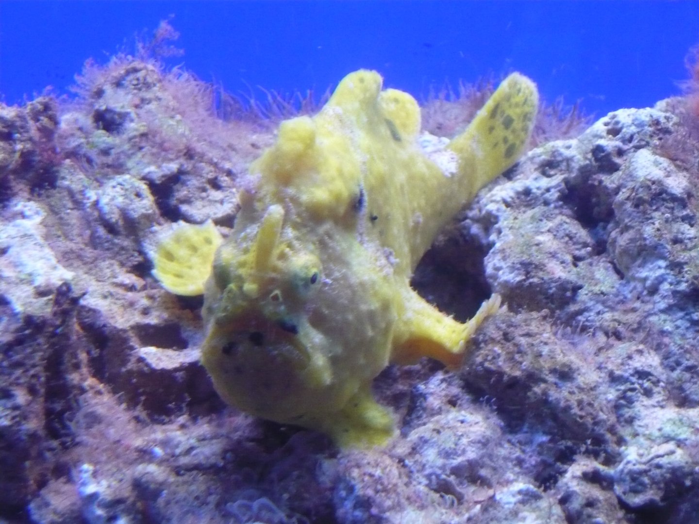 Frogfish