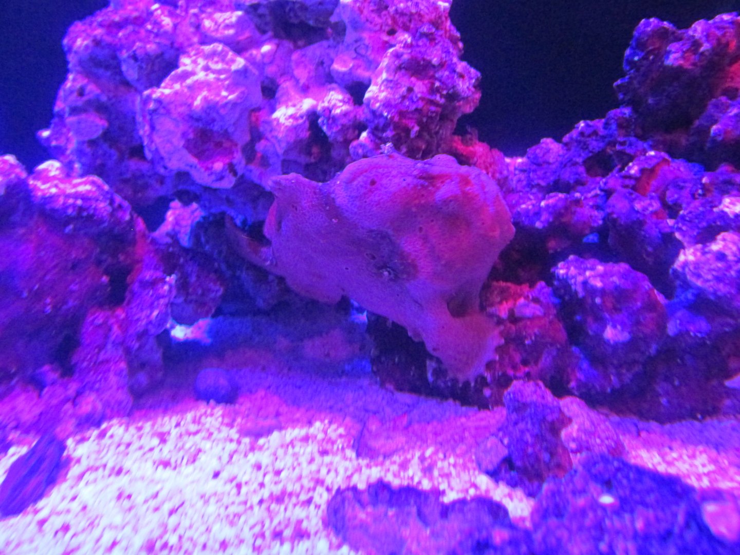 frogfish