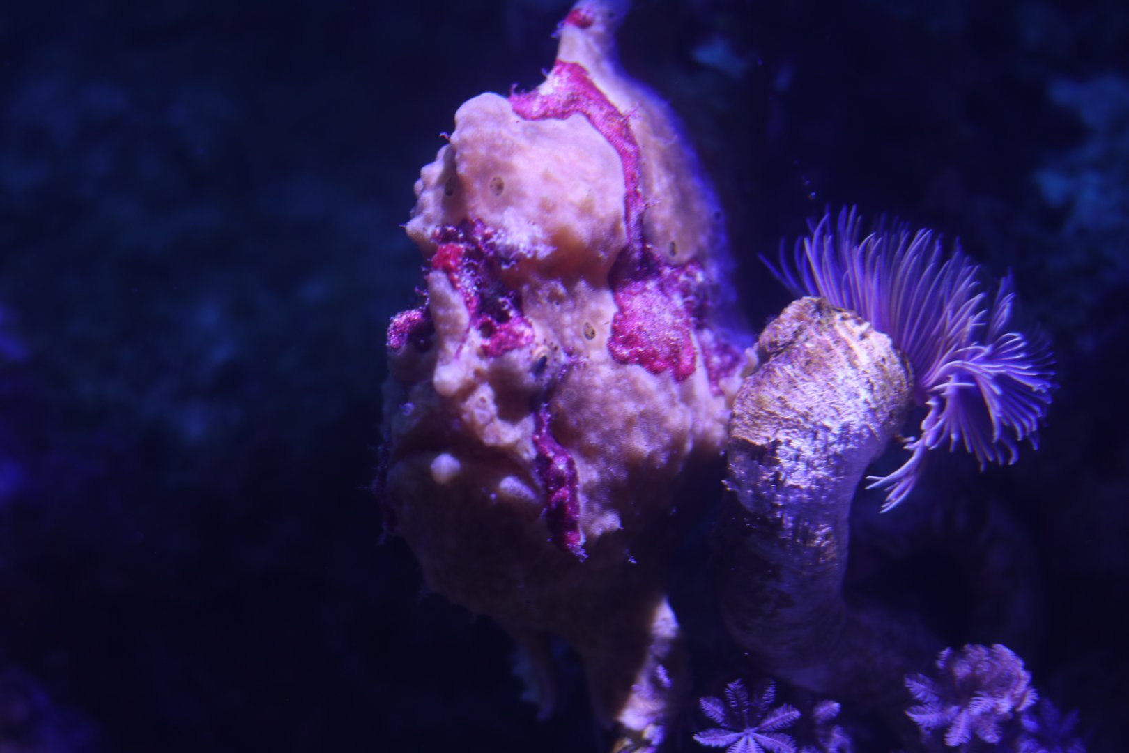 Frogfish