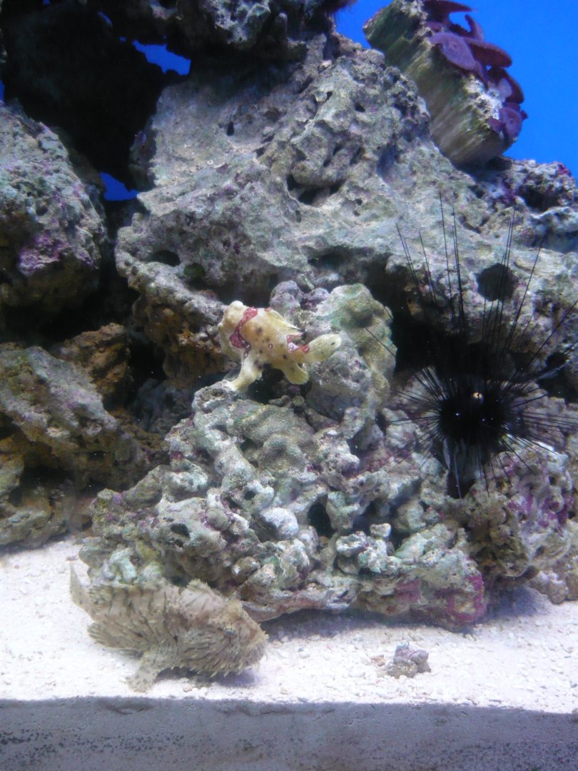 Frogfishes and Sea urchin