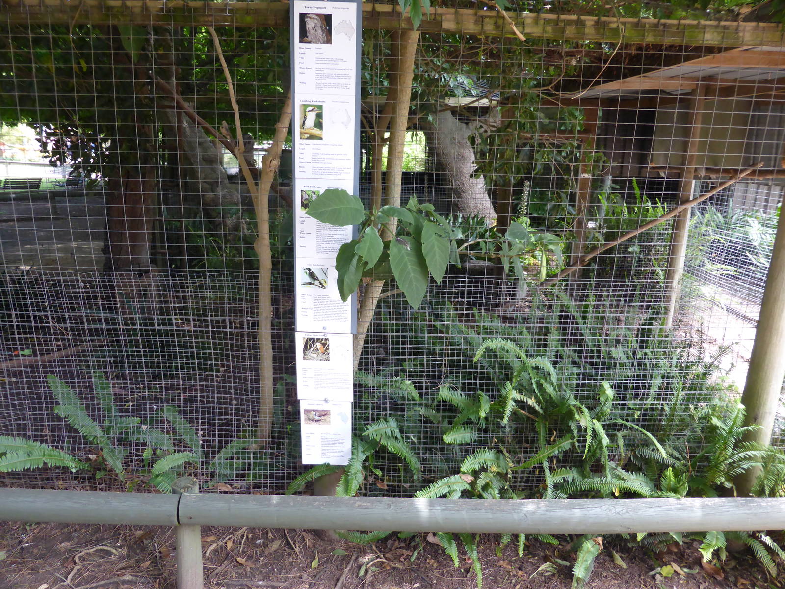 Frogmouth aviary