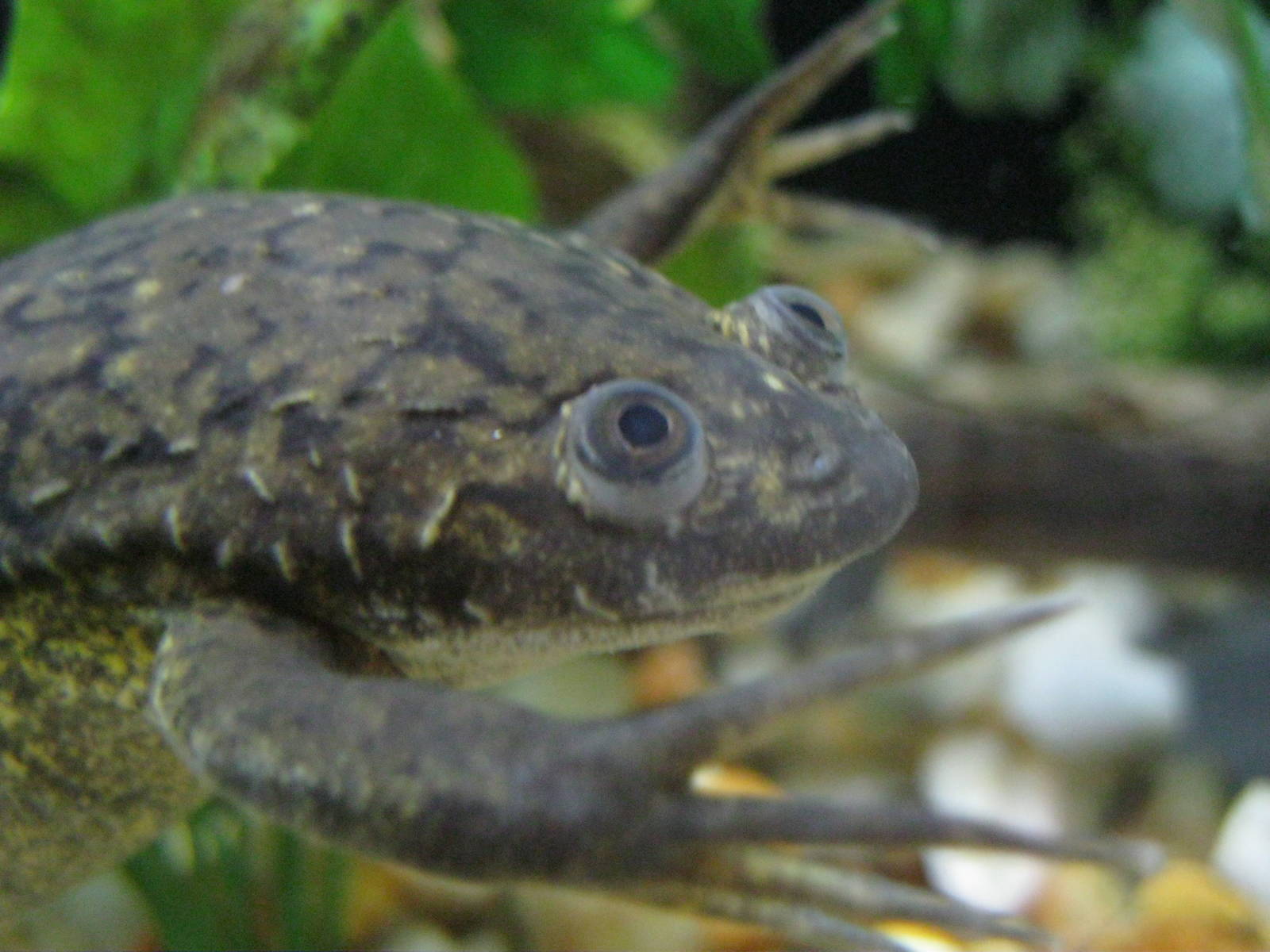 Frogs!- African Clawed Frog