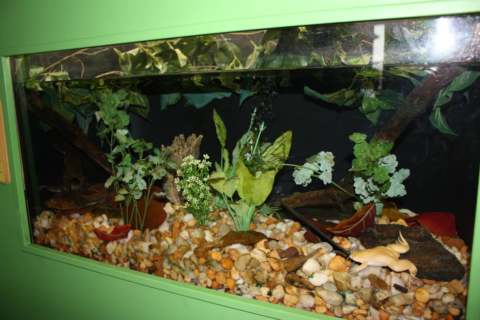 Frogs!- African Clawless Frog Exhibit