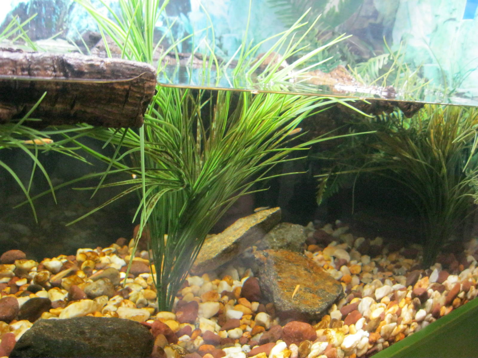 Frogs!- American Bullfrog Exhibit