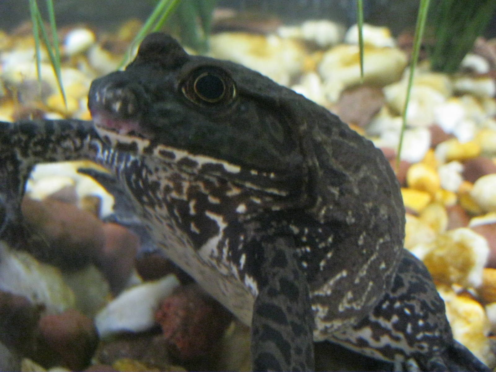 Frogs!- American Bullfrog