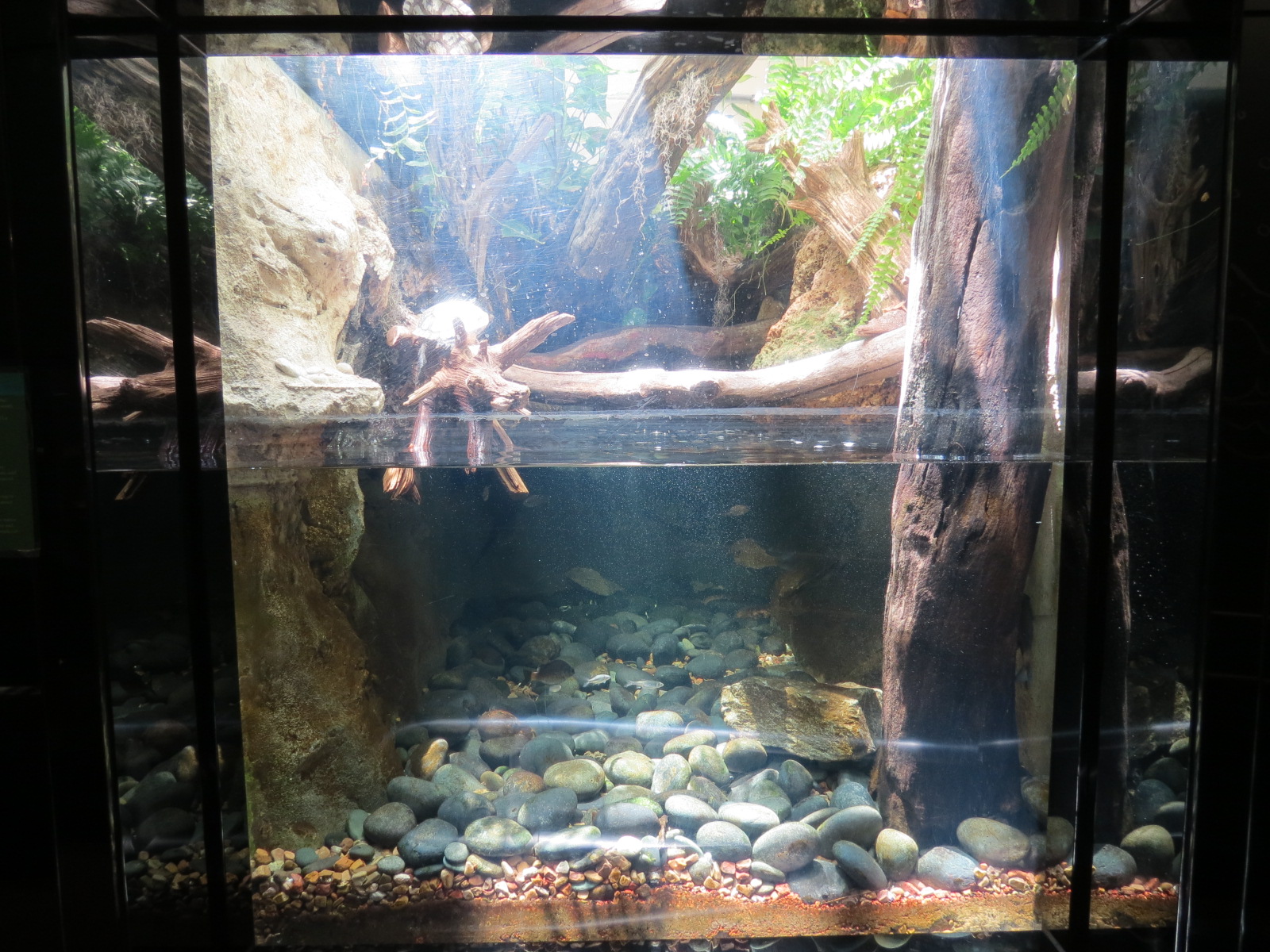 Frogs and Turtles Exhibit