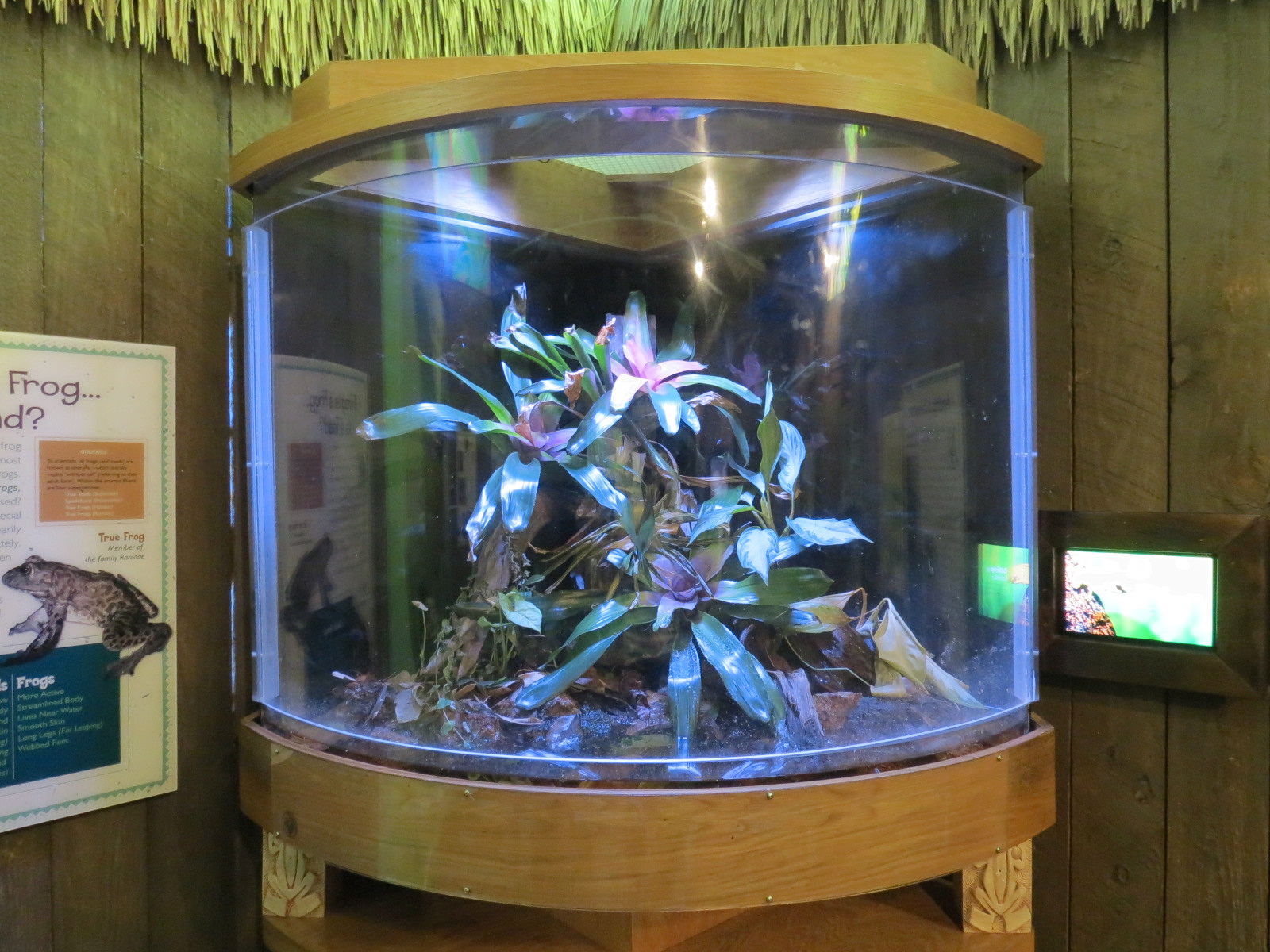 Frogs - Blue Dart Frog Exhibit