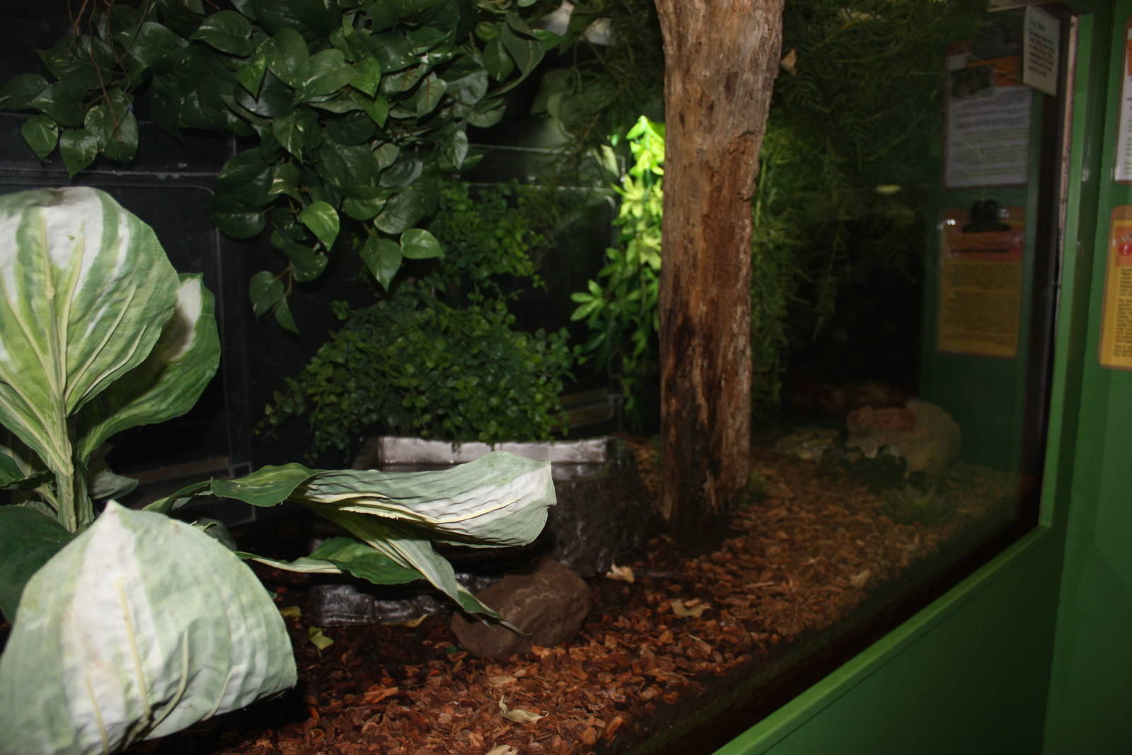 Frogs!- Cane Toad Exhibit