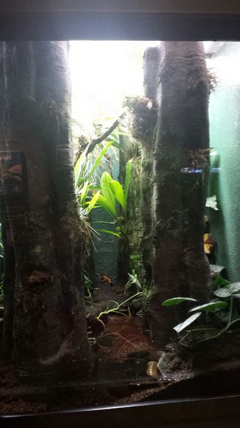 Frogs Exhibit