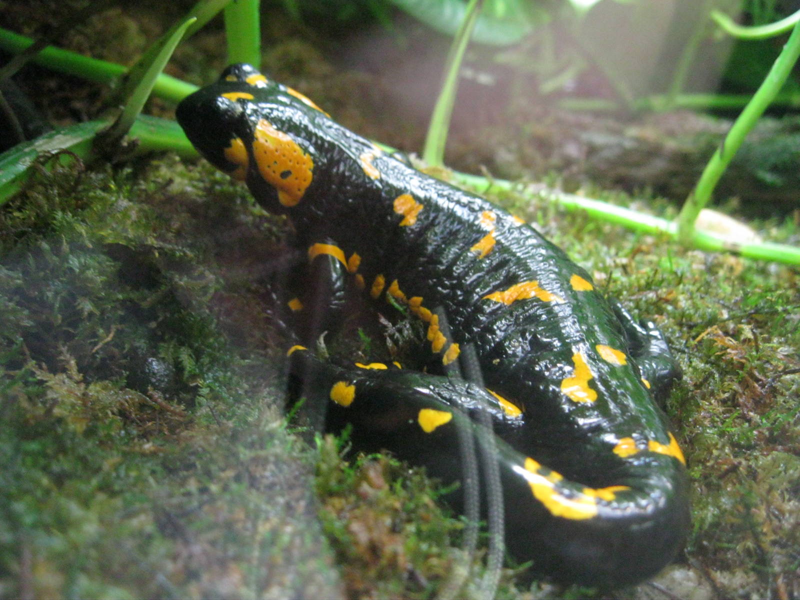 Frogs!- Fire Salamander