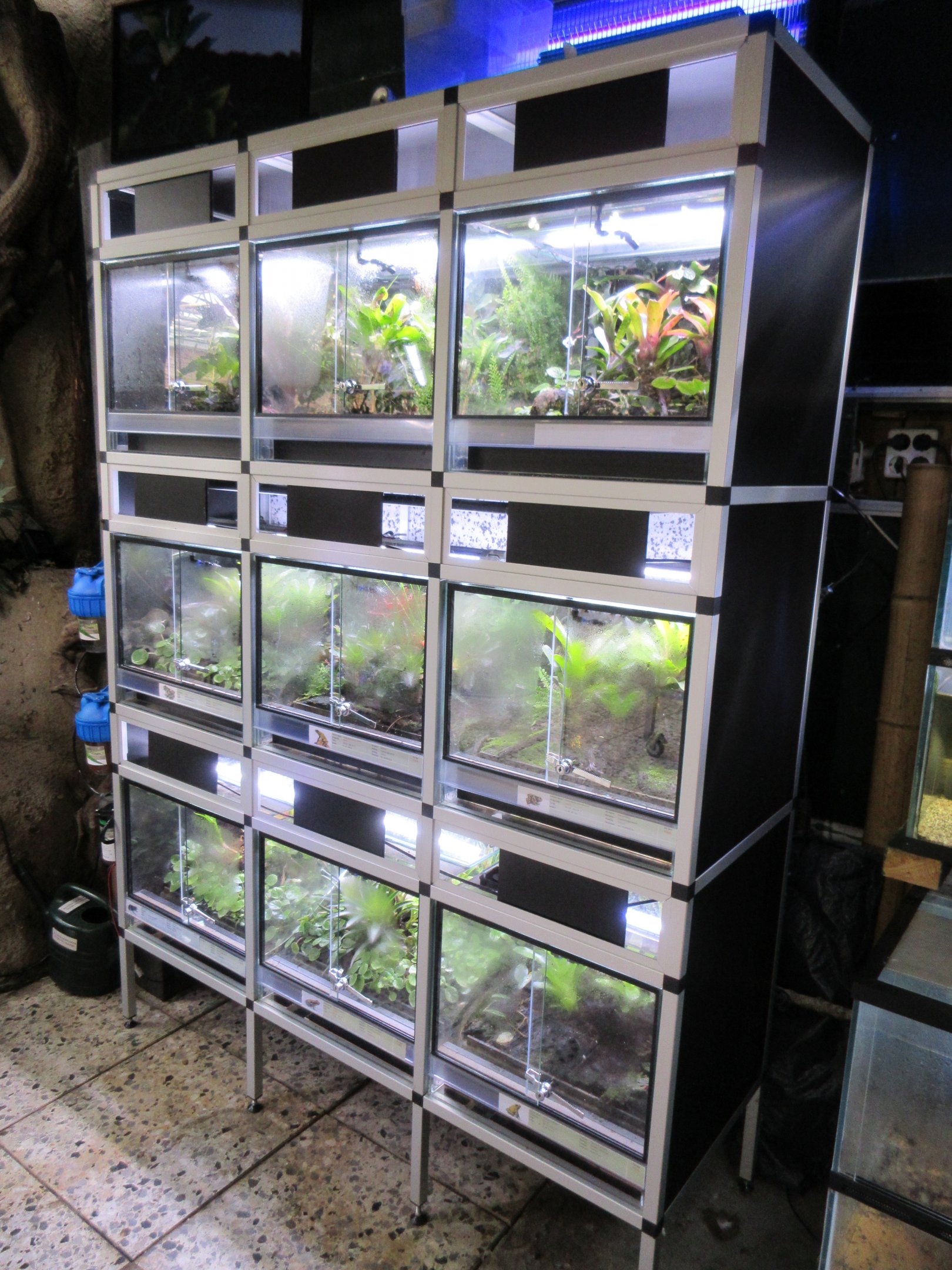 Frogs for sale (pet shop section)