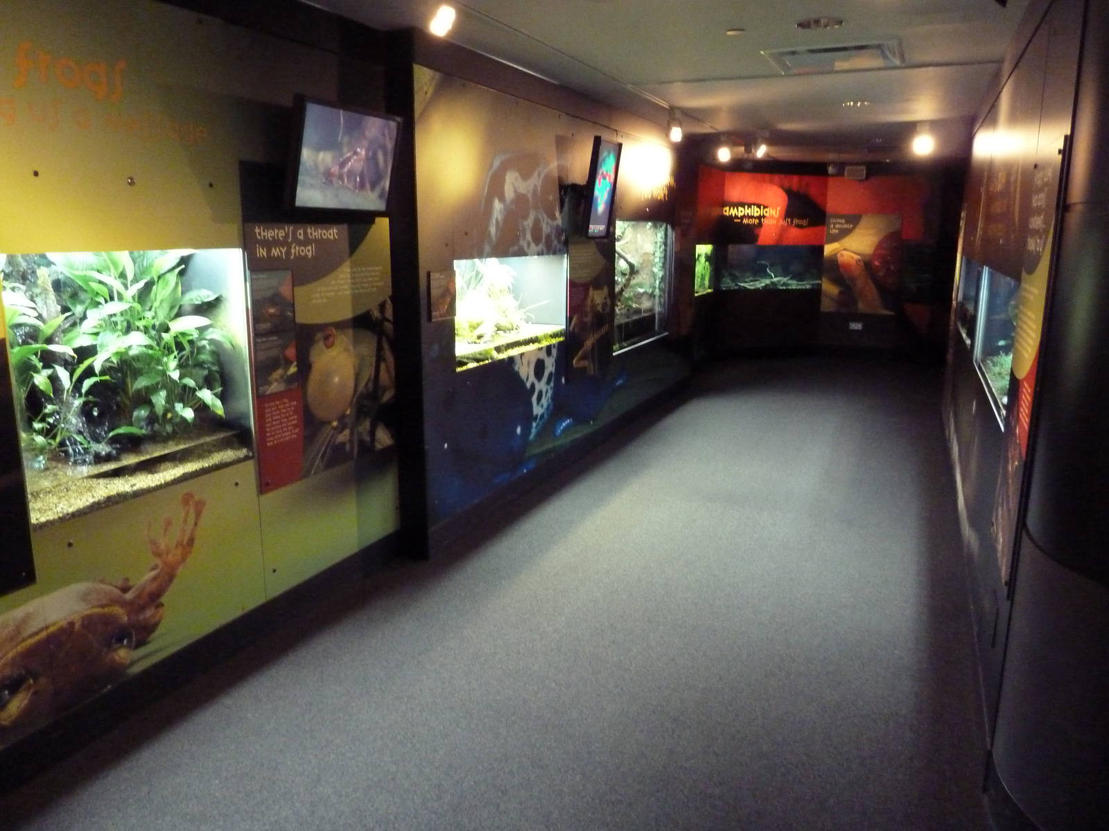 Frogs Forever Exhibit - 26 Amphibian Species