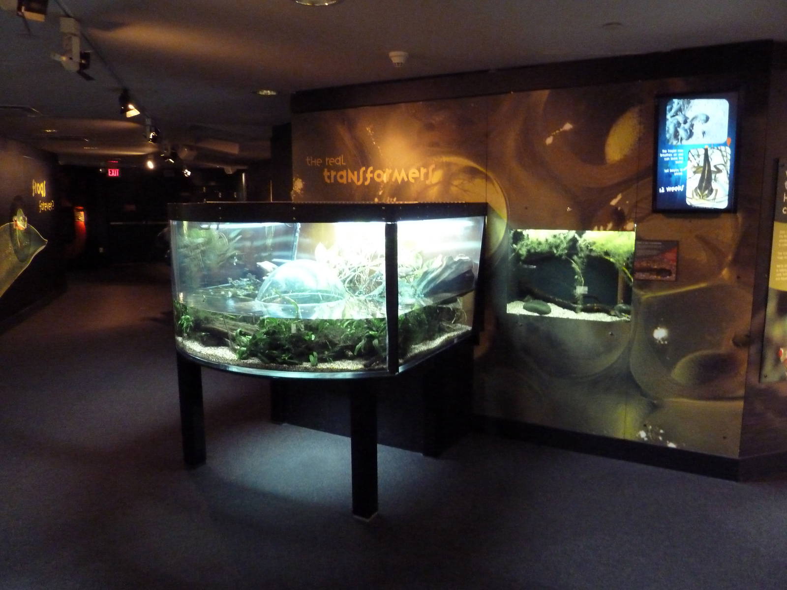 Frogs Forever Exhibit - 26 Amphibian Species