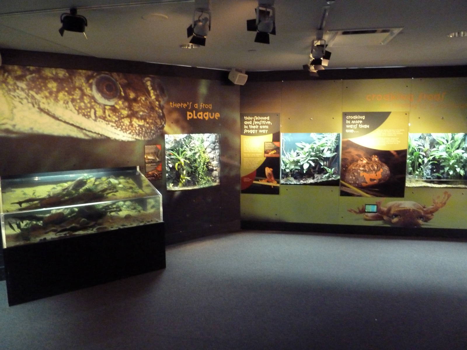 Frogs Forever Exhibit - 26 Amphibian Species