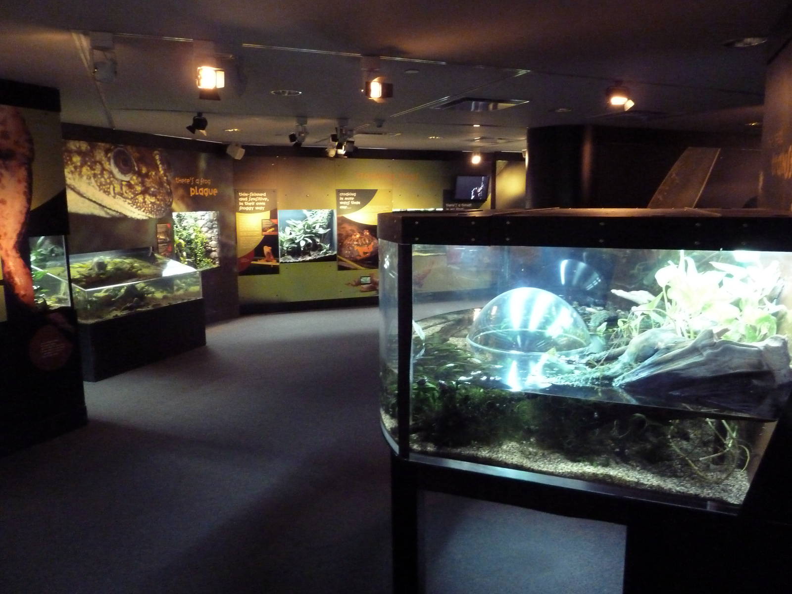 Frogs Forever Exhibit - 26 Amphibian Species