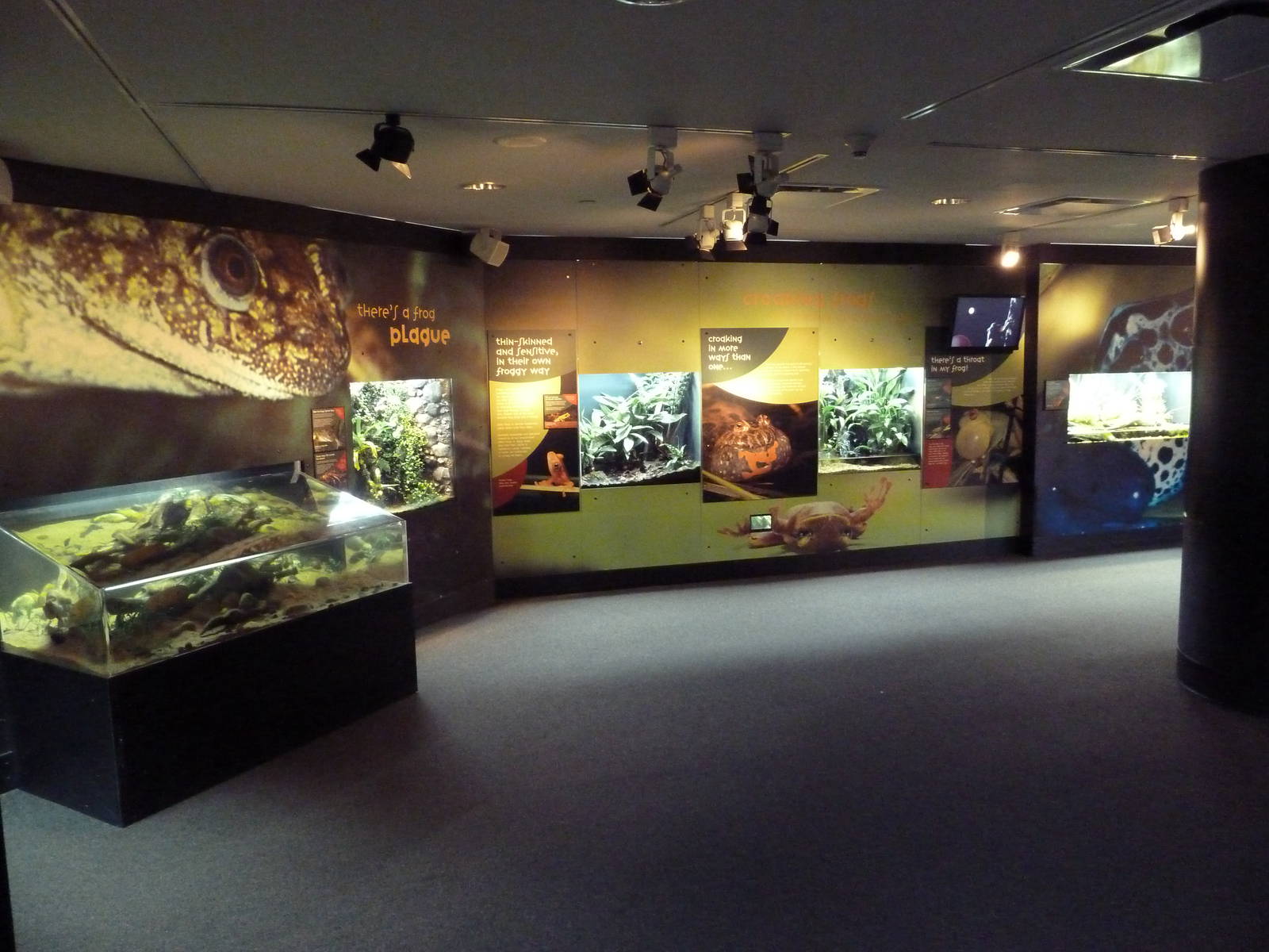 Frogs Forever Exhibit - 26 Amphibian Species