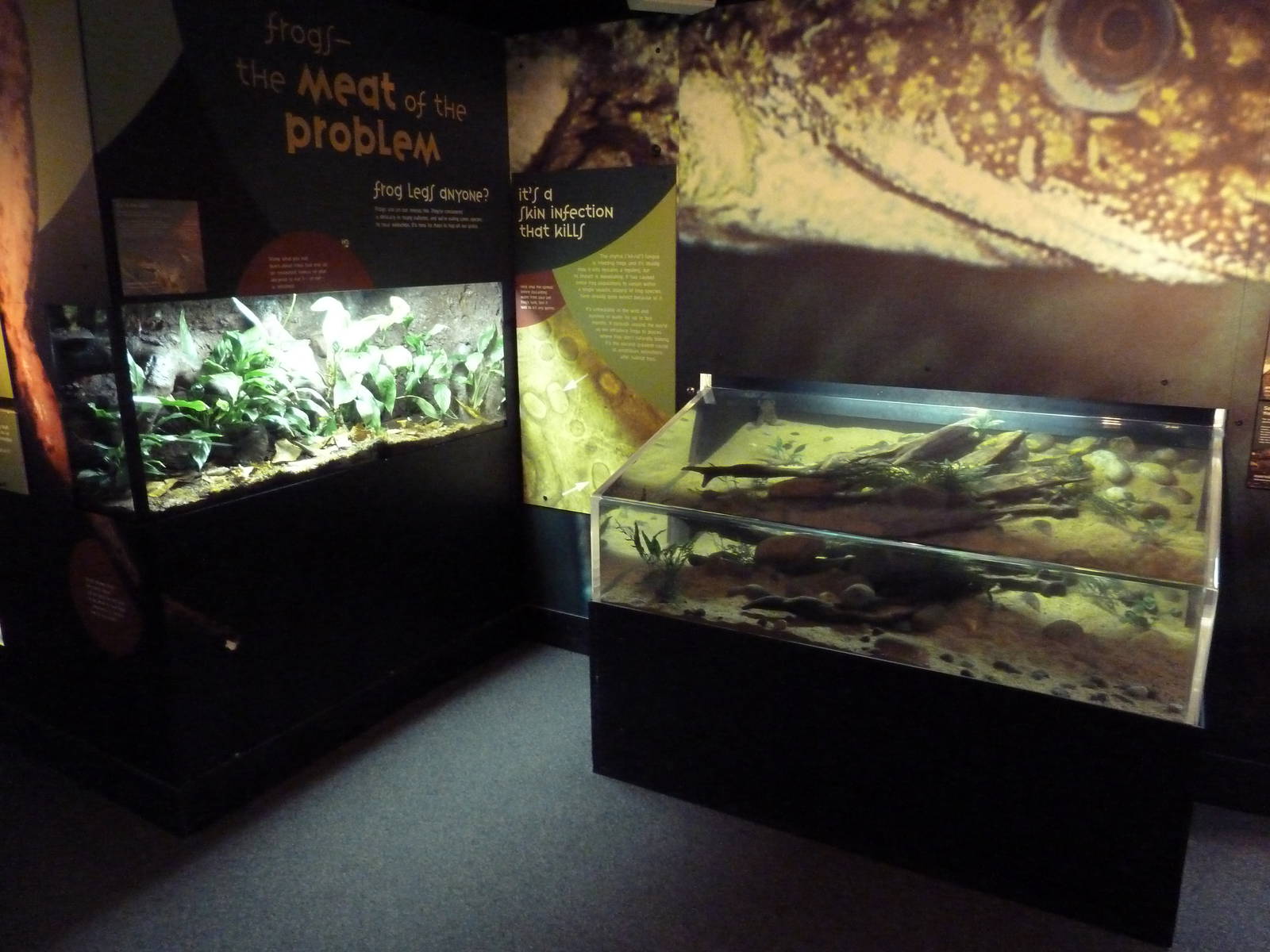 Frogs Forever Exhibit - 26 Amphibian Species