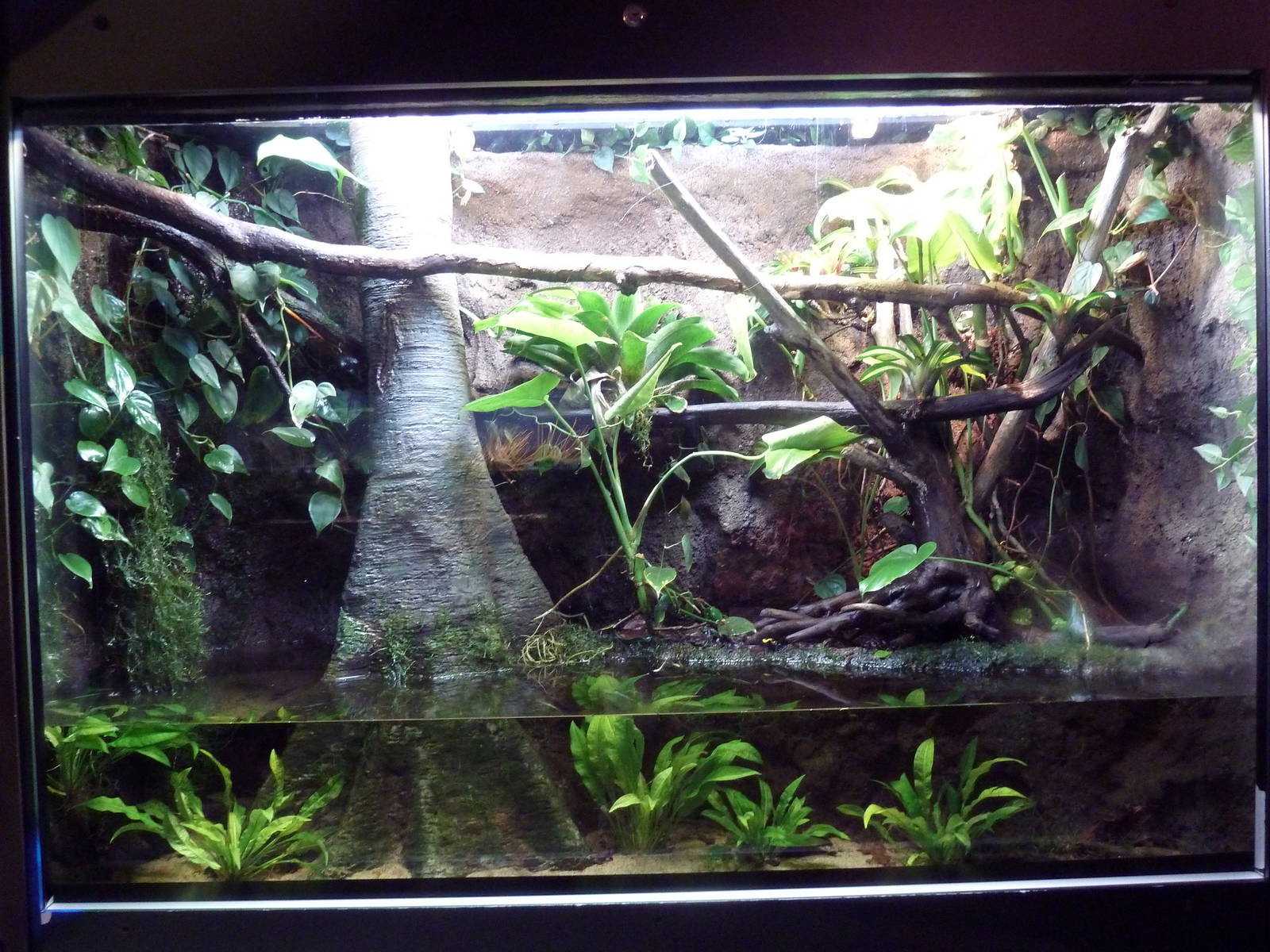 Frogs Forever Exhibit (3 Species)