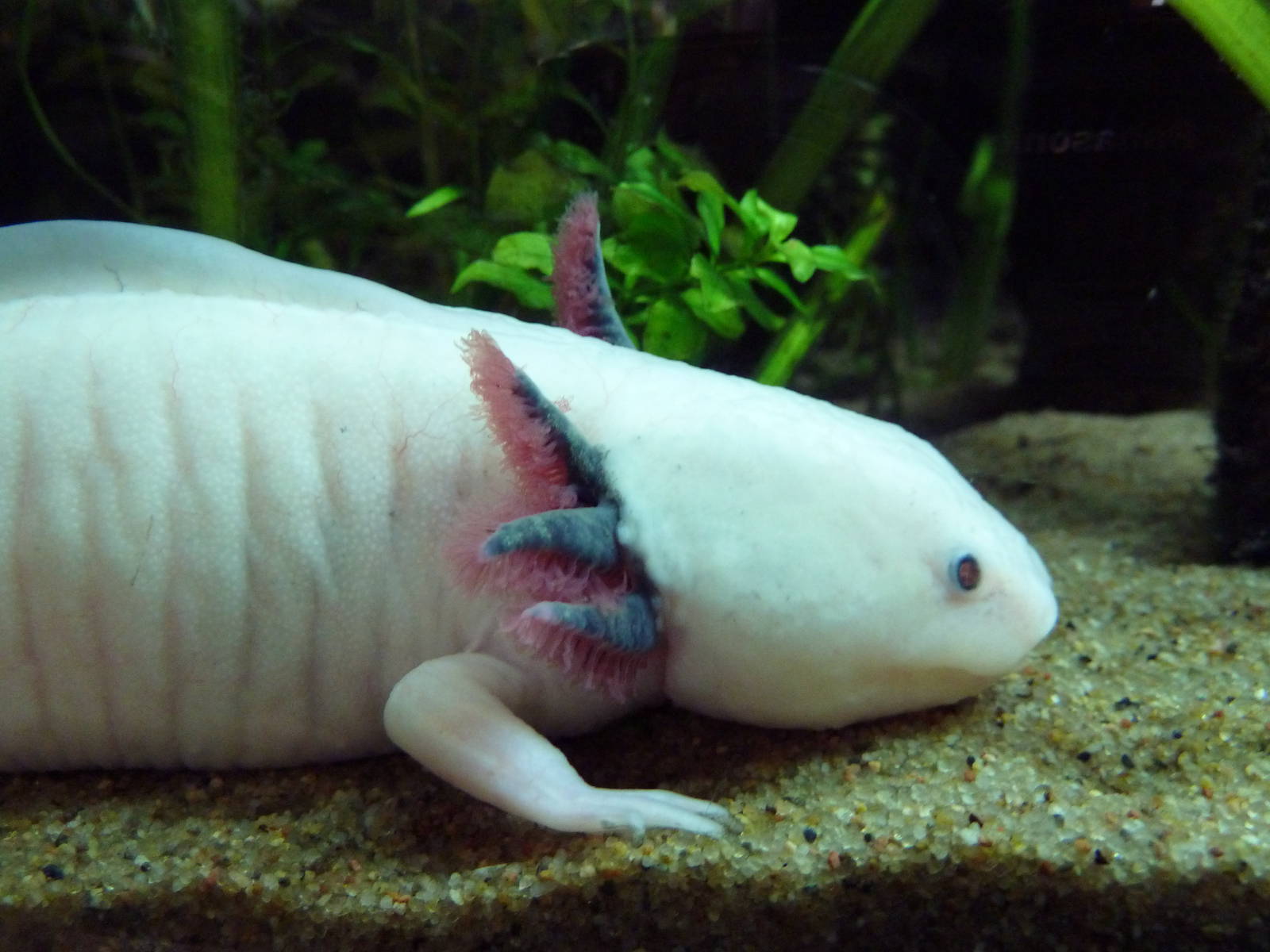 Frogs Forever Exhibit - Axolotl