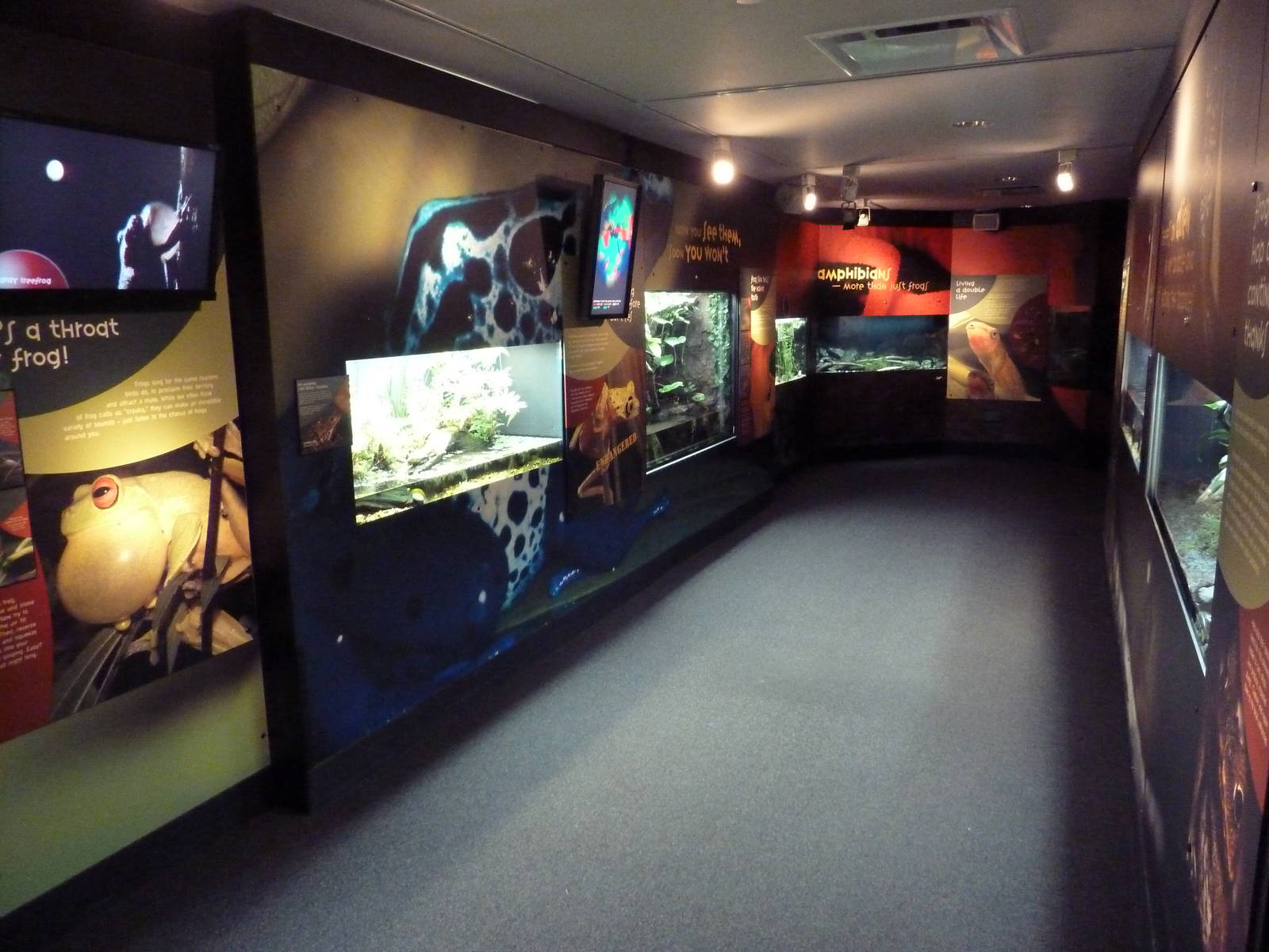 Frogs Forever Exhibit