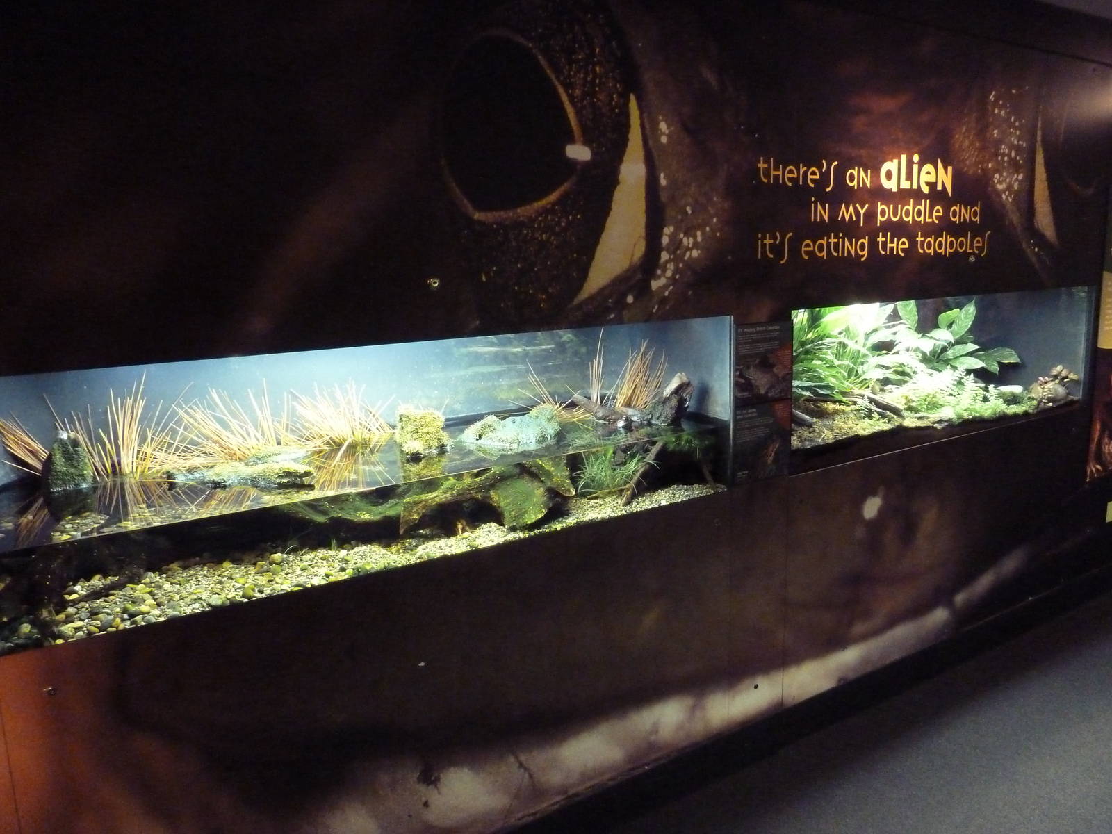 Frogs Forever Exhibits (2 Species)