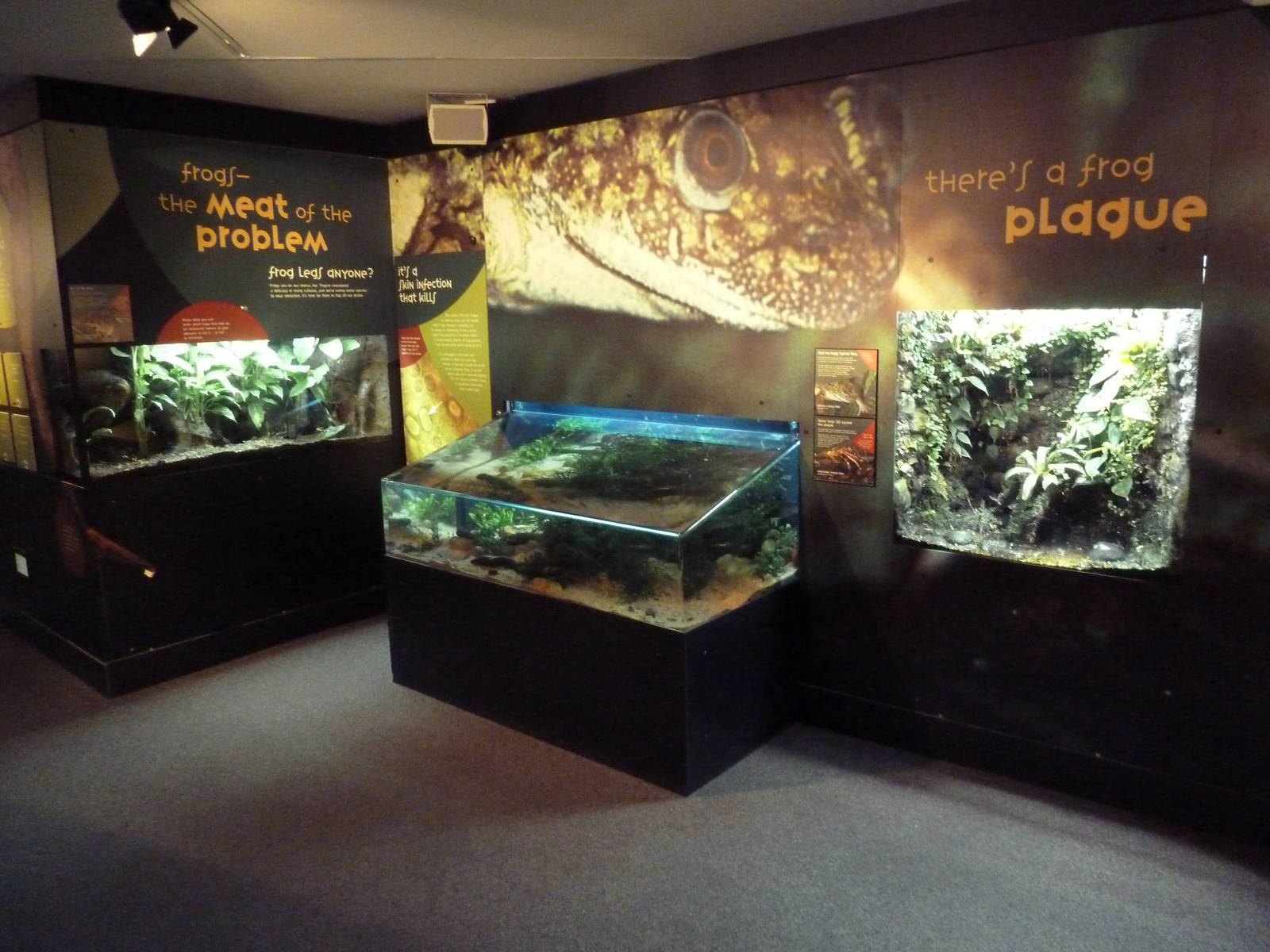 Frogs Forever Exhibits