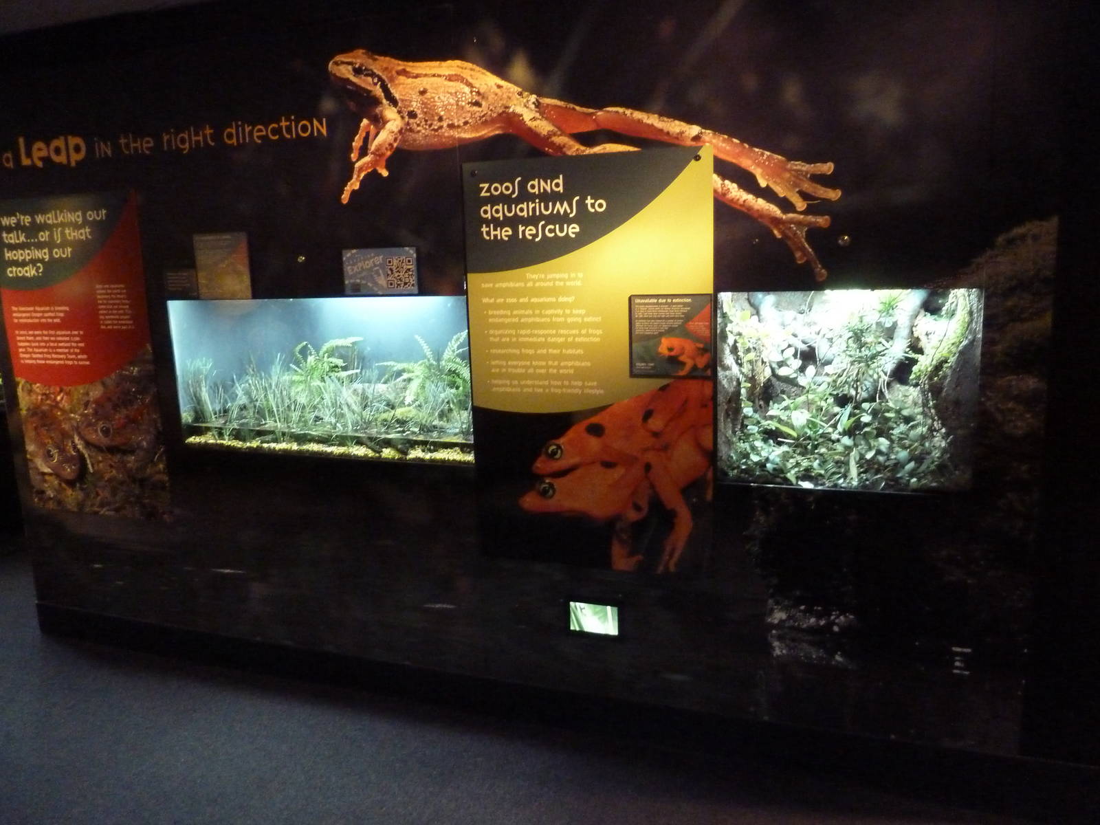 Frogs Forever Exhibits
