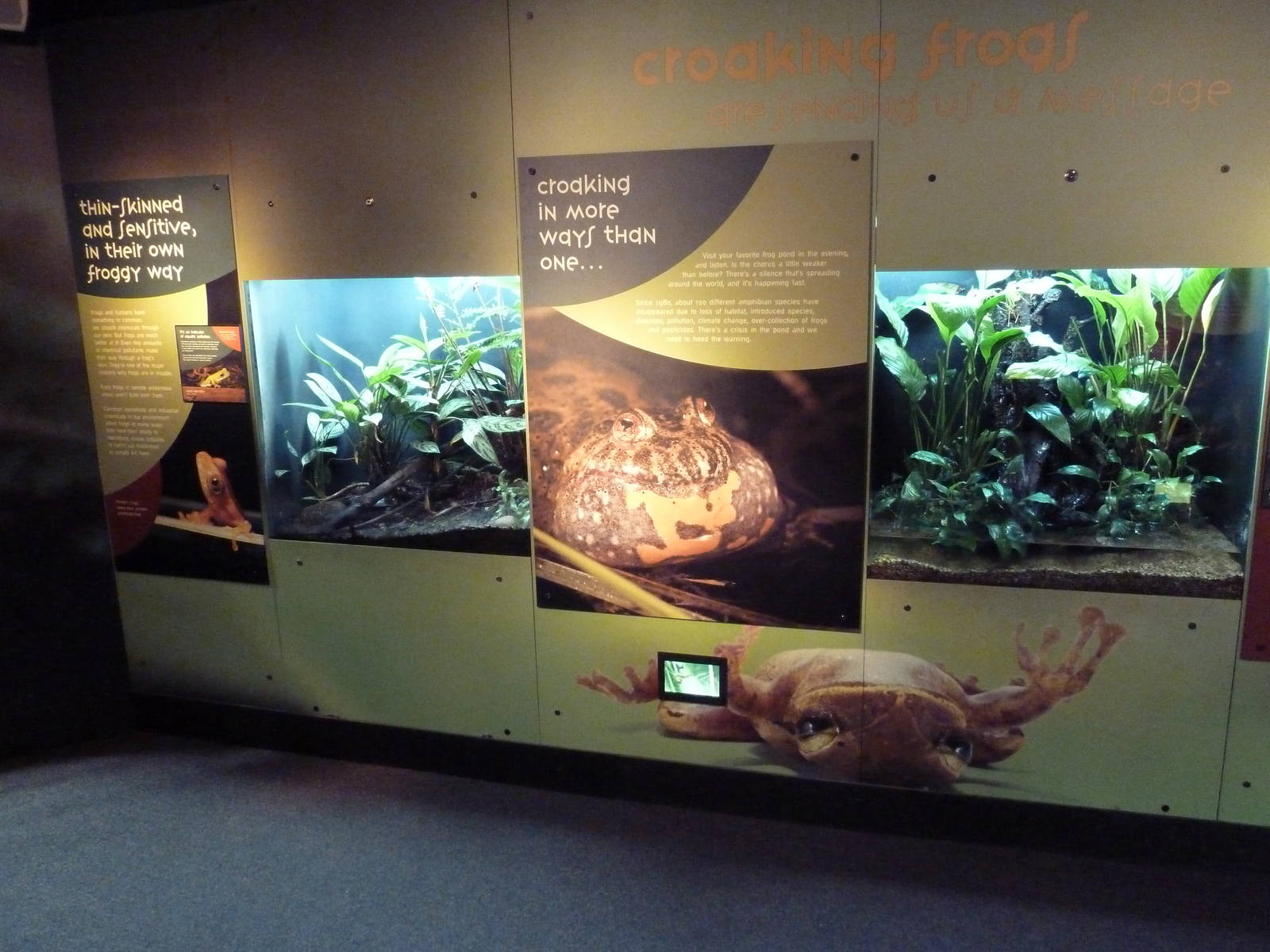 Frogs Forever Exhibits