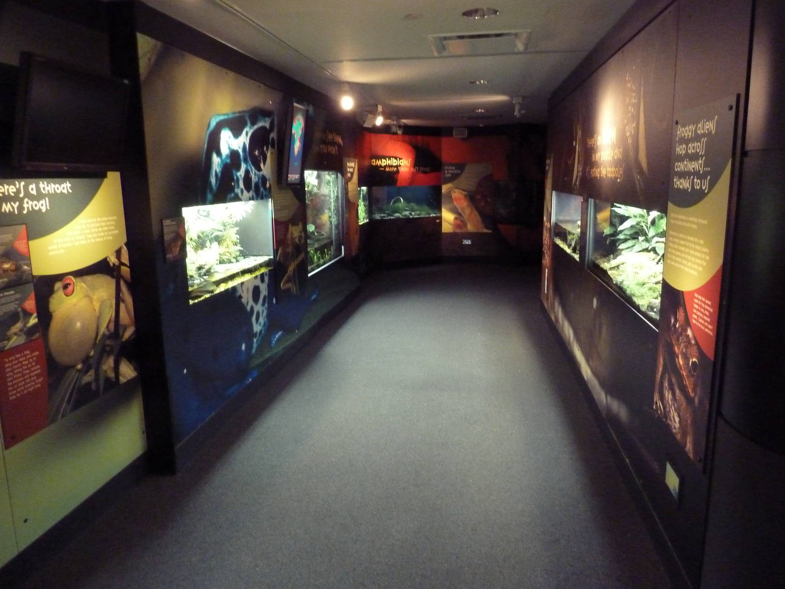 Frogs Forever Exhibits