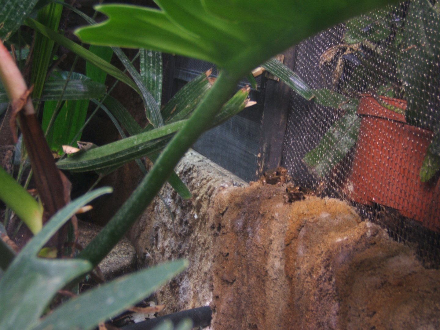 Frogs in Monsoon forest March 2017