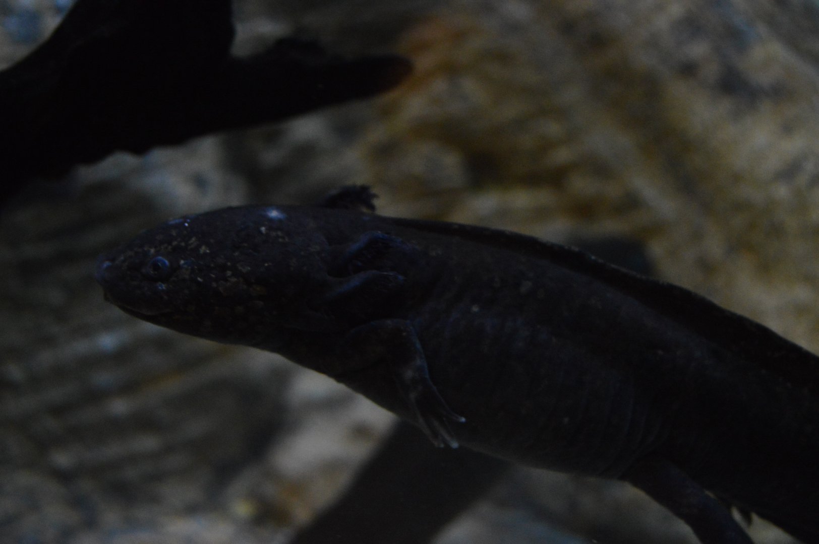 Frogs: Nature's Messengers - Axolotl (Ambystoma mexicanum)