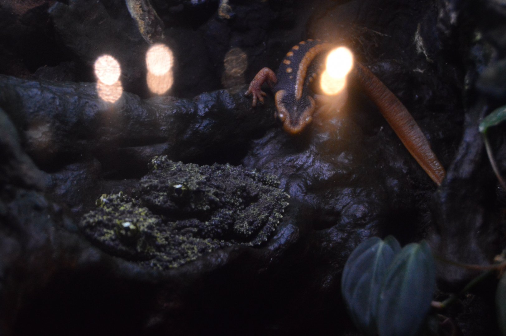 Frogs: Nature's Messengers - Emperor Newt (Tylototriton shanjing) and Vietnamese Mossy Frog (Theloderma corticale)