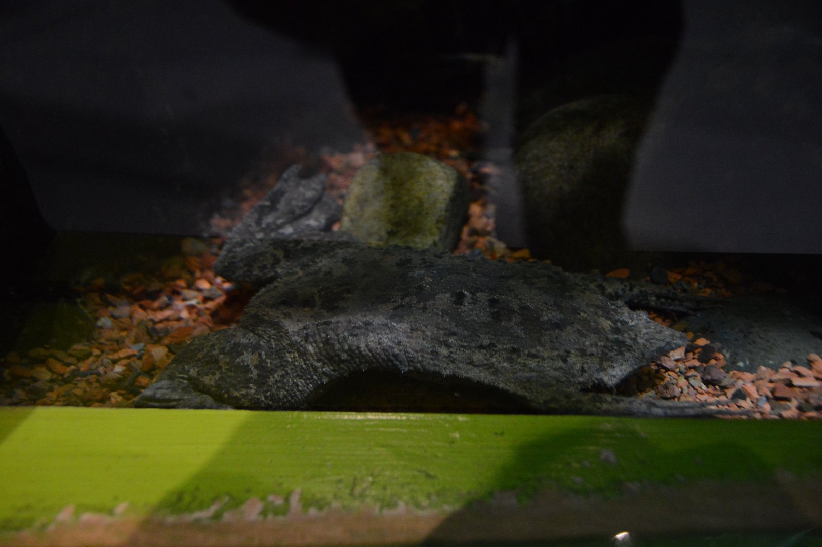 Frogs: Nature's Messengers - Suriname Toad (Pipa pipa)