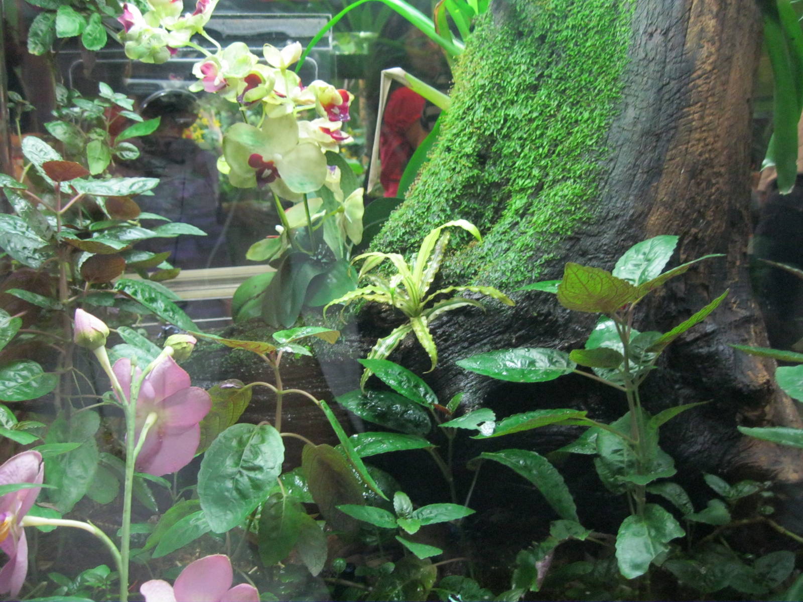 Frogs!- Poison Dart Frog Exhibit