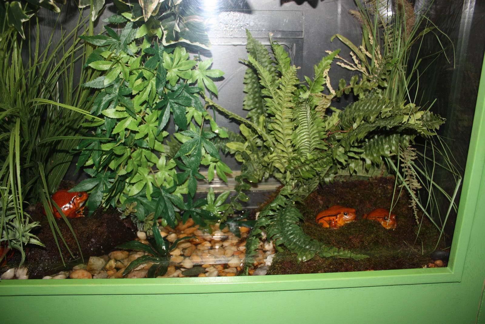 Frogs!- Tomato Frog Exhibit