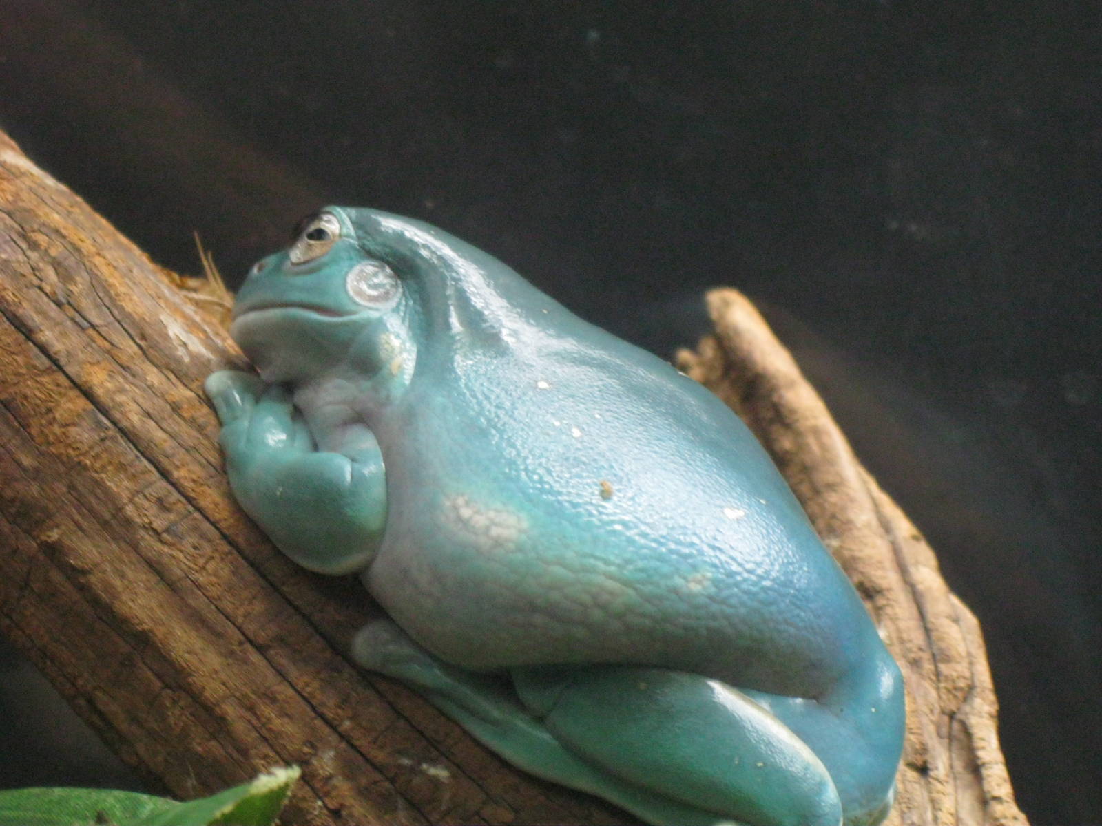Frogs!- White's Treefrog
