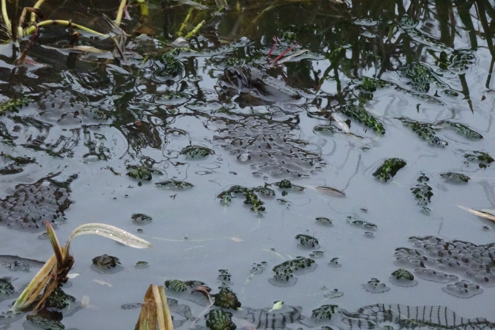 Frogspawn, 23 January 2018